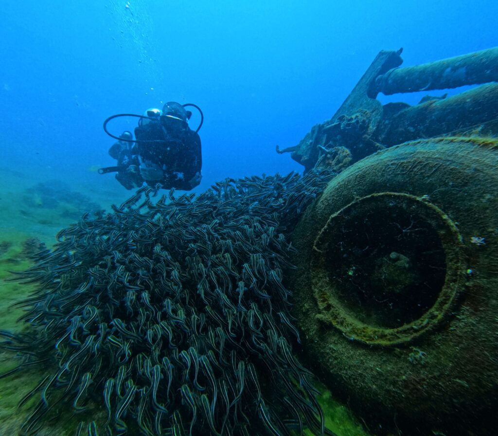 scuba diving in aqaba jordan